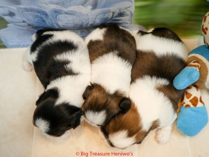 Diversen foto’s van alle puppy’s, foto 6