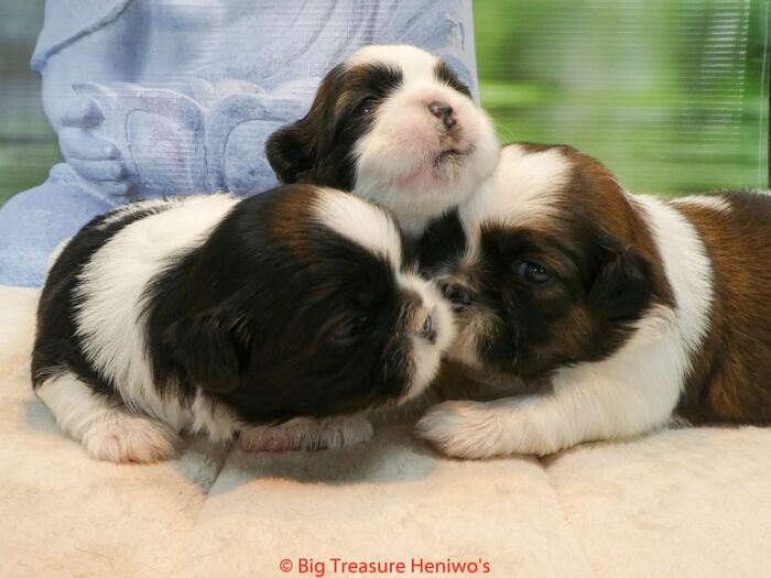 Diversen foto’s van alle puppy’s, foto 5
