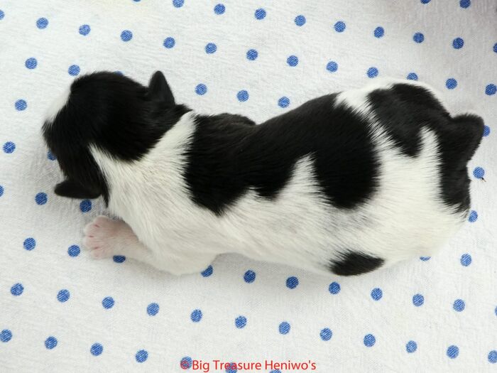 Ferdinand, foto 2