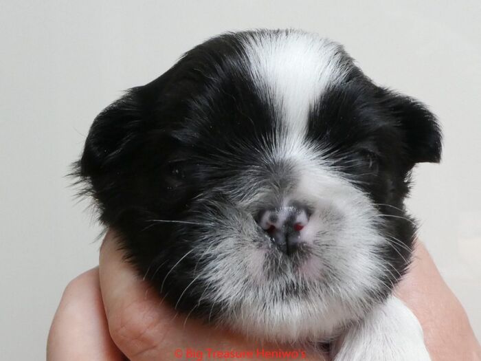 Ferdinand, foto 4