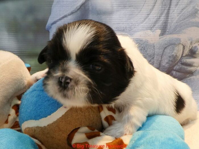 Ferdinand, foto 3