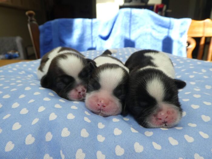 Diversen foto’s van alle puppy’s, foto 3