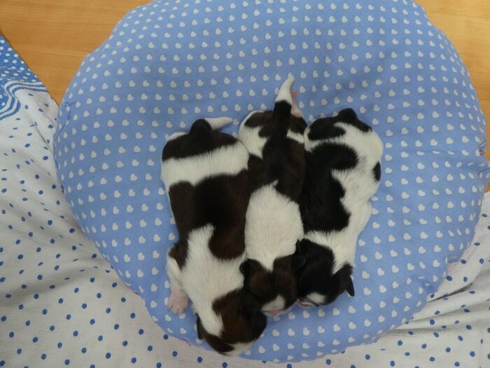 Diversen foto’s van alle puppy’s, foto 4