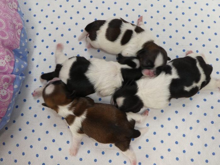 Diversen foto’s van alle puppy’s, foto 2