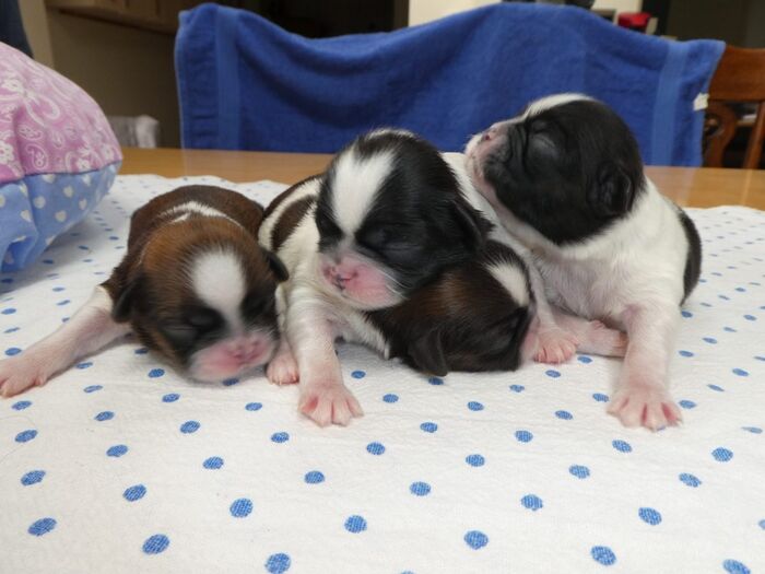 Diversen foto’s van alle puppy’s, foto 1