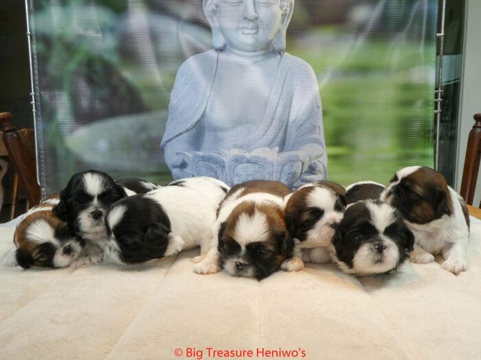 Diversen foto’s van alle puppy’s, foto 7
