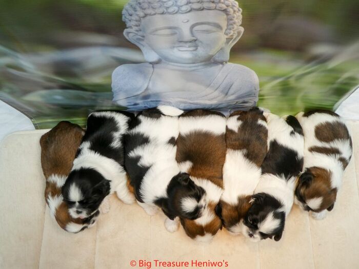 Diversen foto’s van alle puppy’s, foto 8