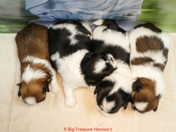 Diversen foto’s van alle puppy’s, foto 10
