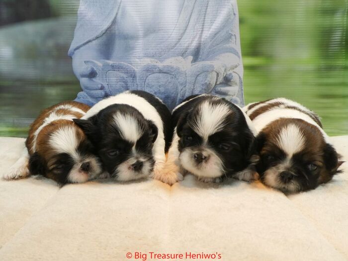 Diversen foto’s van alle puppy’s, foto 9