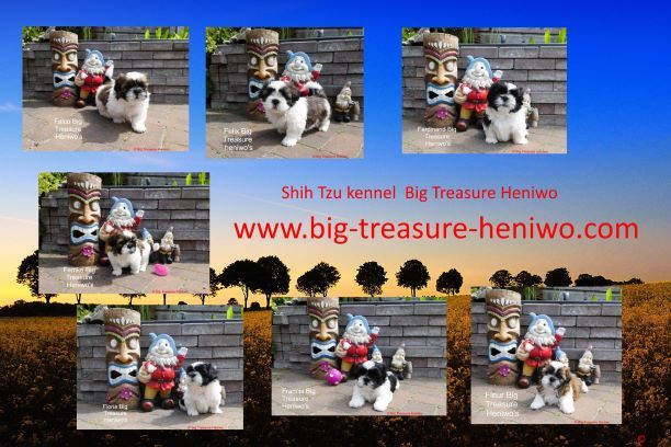 Diversen foto’s van alle puppy’s, foto 12