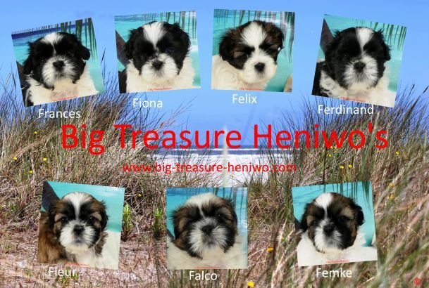 Diversen foto’s van alle puppy’s, foto 11