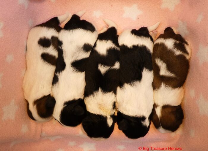 Alle dames !!, foto 2
