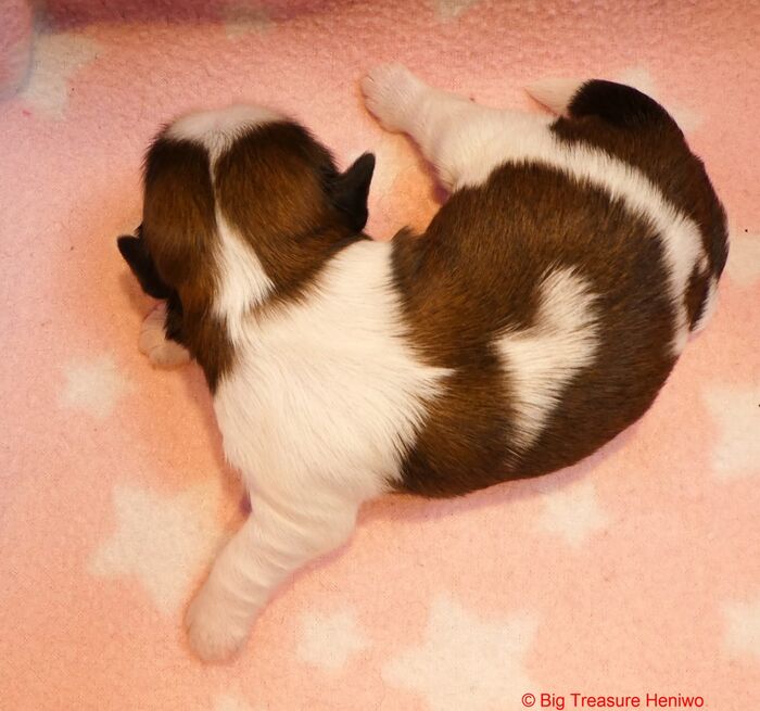 Ginny, foto 2