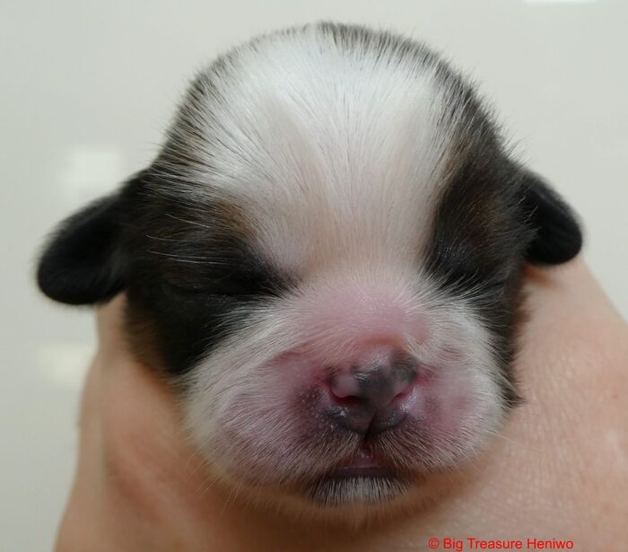 Ginny, foto 1