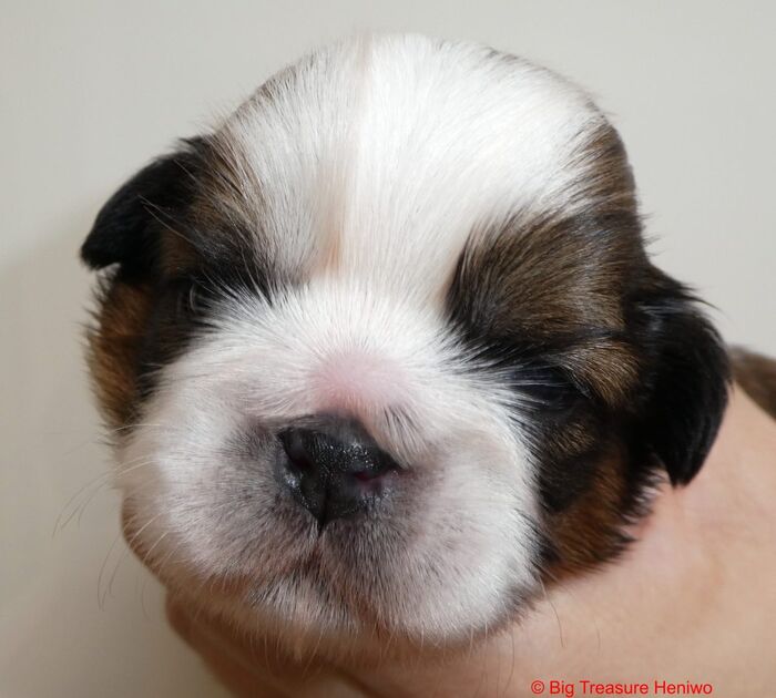 Ginny, foto 3