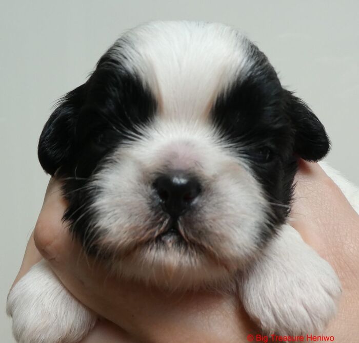 Gina, foto 3