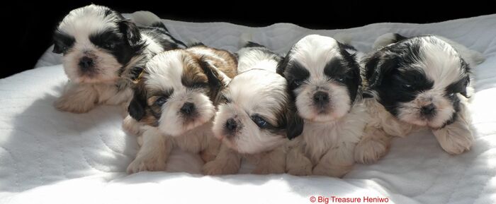 Alle dames !!, foto 4