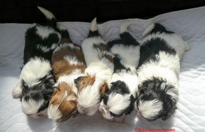 Alle dames !!, foto 5