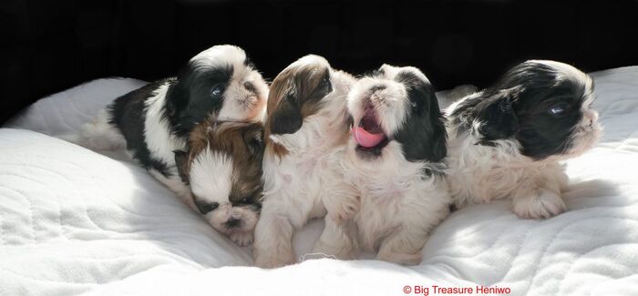Alle dames !!, foto 6