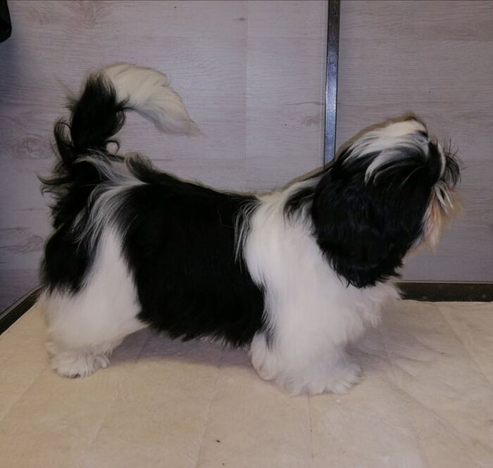 Gina, foto 9