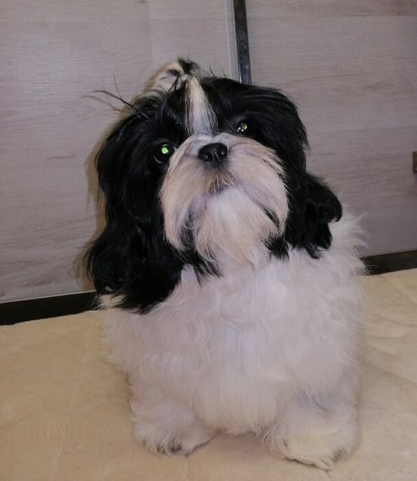 Gina, foto 11