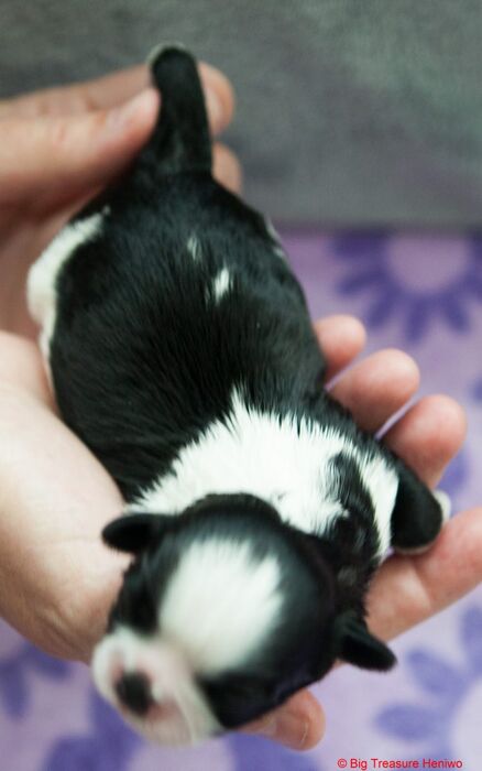 Ziva, foto 2