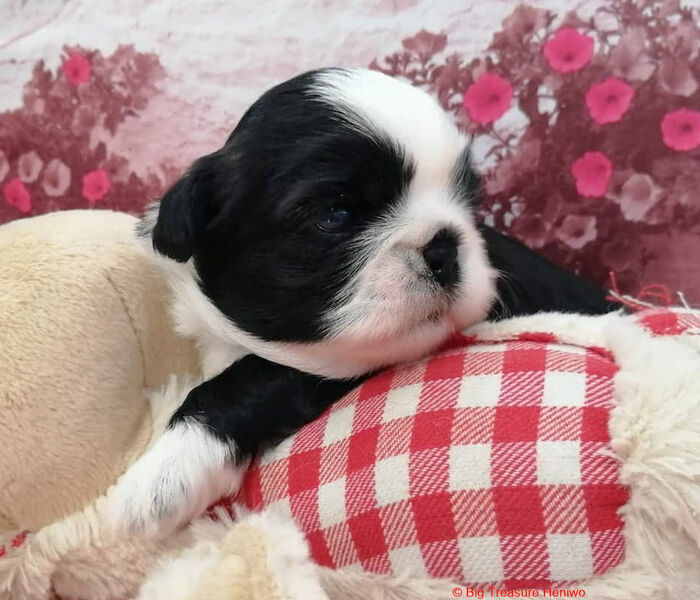 Ziva, foto 3