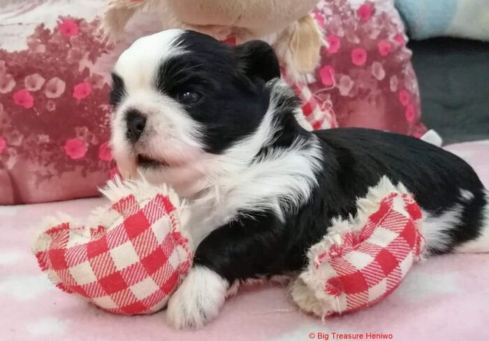 Ziva, foto 4