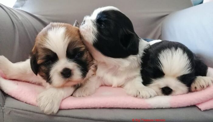 Alle Teefjes , Audrey , Ziva en Lizzy, foto 4