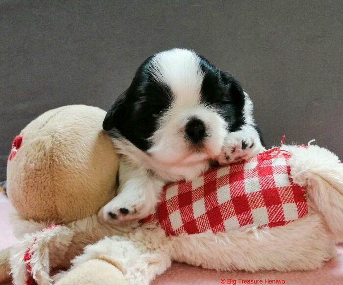 Lizzy, foto 4