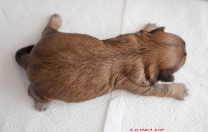 Trixie, foto 2