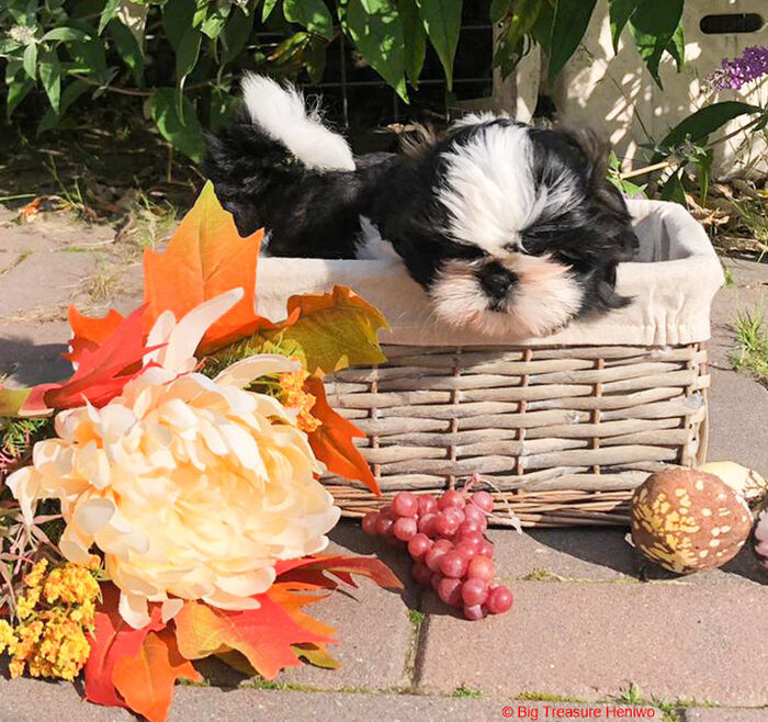 Ziva, foto 6