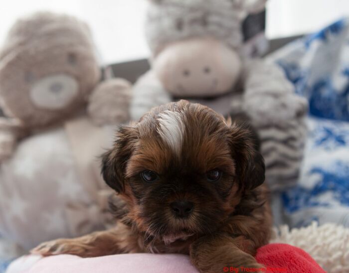 Ruby, foto 3