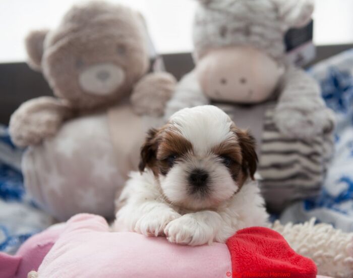 George, foto 3