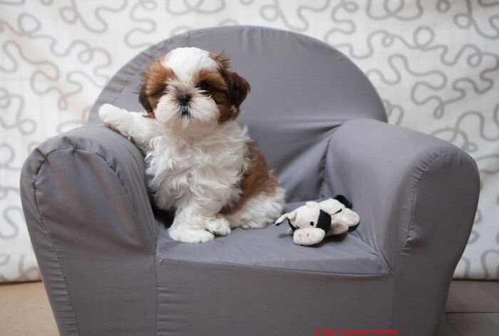 George, foto 6