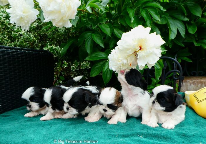 Alle pups bij elkaar, foto 3