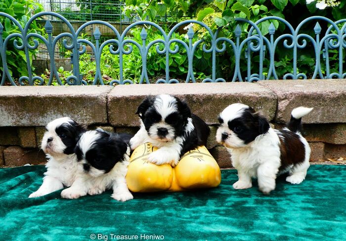 Alle pups bij elkaar, foto 3