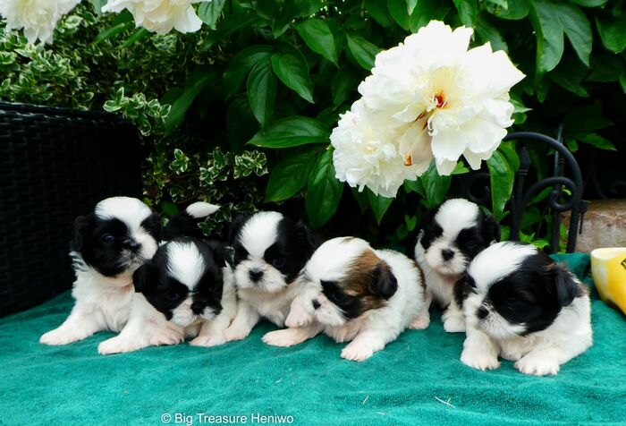 Alle pups bij elkaar, foto 4