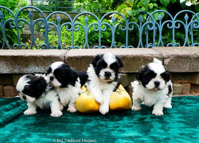 Alle pups bij elkaar, foto 4