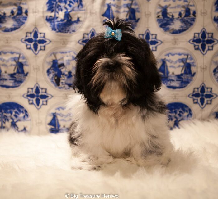 Gino, foto 6