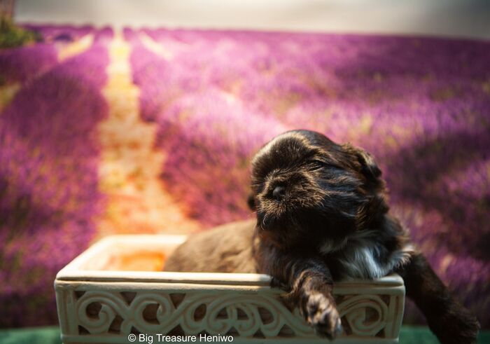 Coco Chanel, foto 6