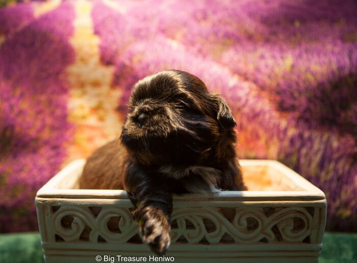 Coco Chanel, foto 4