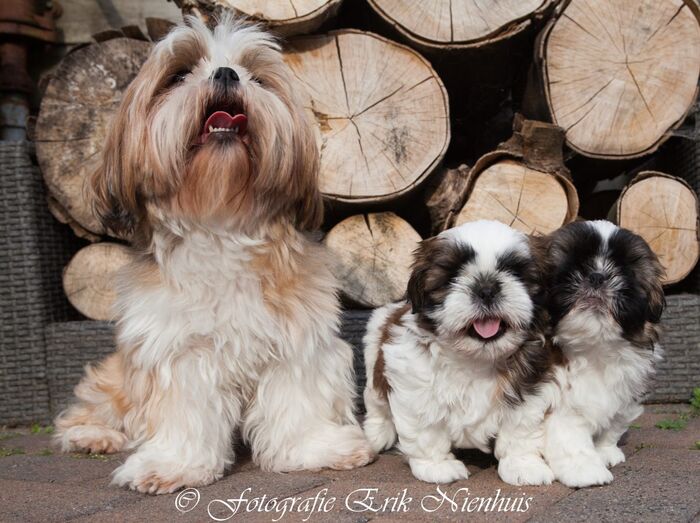 Vincent en Jules samen met Wendy., foto 1
