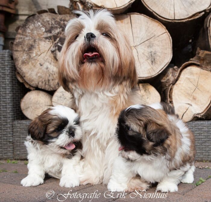 Vincent en Jules samen met Wendy., foto 6