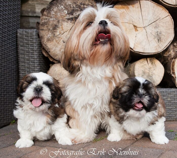 Vincent en Jules samen met Wendy., foto 5