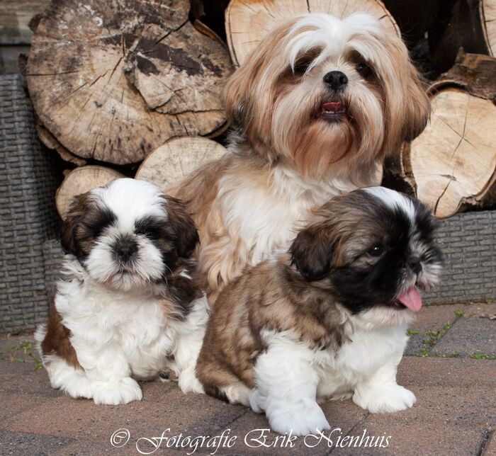 Vincent en Jules samen met Wendy., foto 4