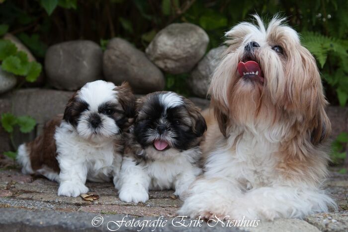 Vincent en Jules samen met Wendy., foto 3