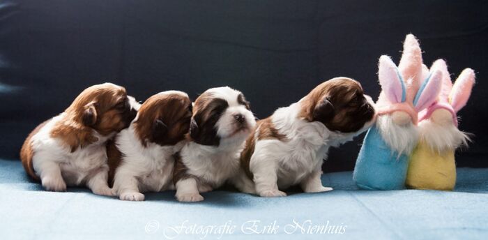 Allemaal Bruno , Barry , Bebe en Billi, foto 2