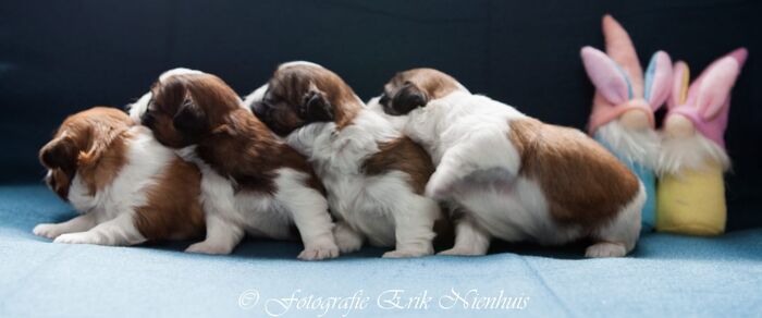 Allemaal Bruno , Barry , Bebe en Billi, foto 3