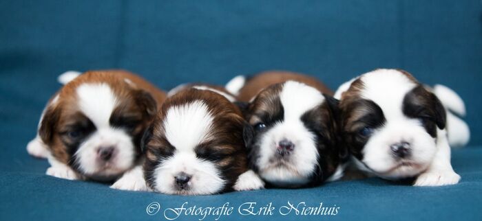 Allemaal Bruno , Barry , Bebe en Billi, foto 5